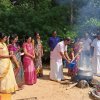 Pongal Vizha 2024